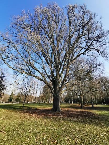 Grand arbre dans le parc de la Pépinière à Nancy