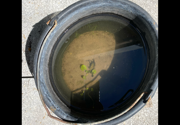 Ein schwarzer Eimer steht auf grauem Beton und ist mit Wasser gefüllt.  Im Wasser ist etwas hellbrauner Schlamm und mehrere kleine, grüne Pflanzen, die sich unter Wasser befinden.