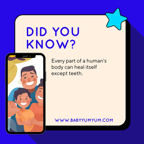 Did you know ? #BabyYumYum #BYY #DidYouKnow #ParentingFacts #FunBabyFacts #Teeth #LittleLearners #MomLife #DadLife #BabyTips