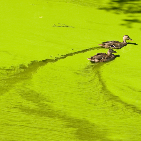 Two ducks swimming in water that has turned green from algae
