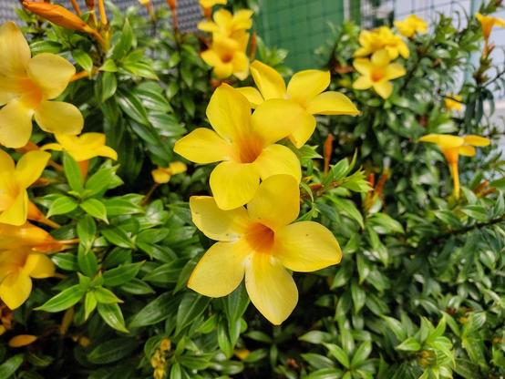 Yellow Allamanda Cathartica flowers clicked by me.