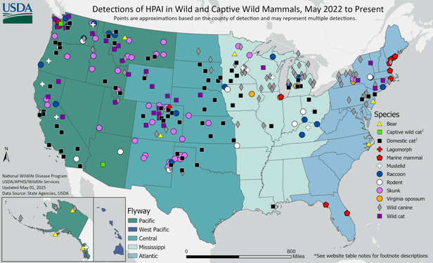 Map of confirmed avian influenza presence in USA wild (and captive wild) mammals, May 2022 to present.  Bird flu viruses have been detected in Bear, wild and domestic cats, marine mammals, mustelids (weasels/ferrets, etc.), raccoons, rodents, and more.