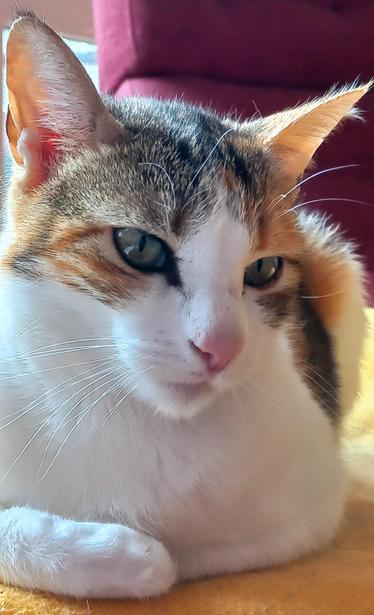 Close-up of Calico 
