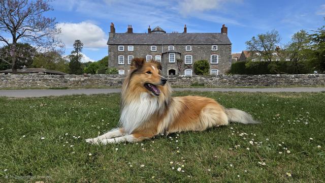 A shetland sheepdog lying on the grass in front of Tockington Manor School.