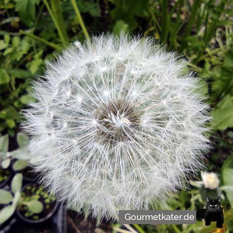 Pusteblume