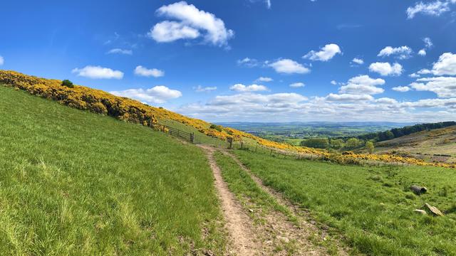 A tractor path leading to a ridge of blooming gorse along a slope with a view of the countryside in the distance, blue sky with some clouds