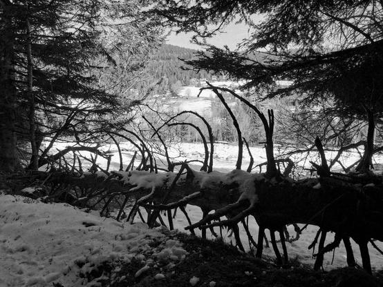 Vue en noir et blanc d'un sapin mort dans les Vosges. Tombé au sol il apparaît comme un squelette noir sur fond de vallée enneigée