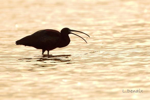 An ibis against the backlight of the golden evening light.