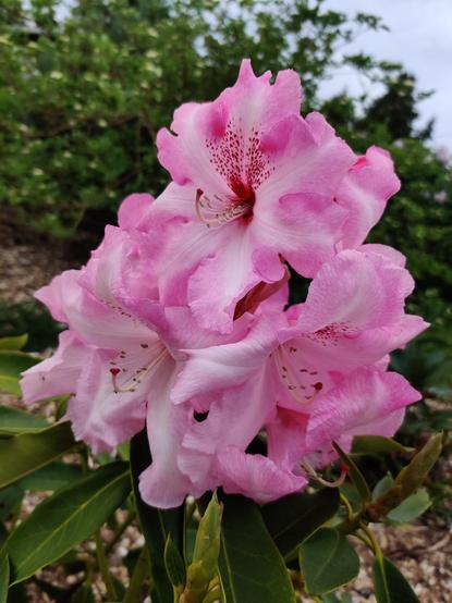 A big sassy blossom on a new rhododendron plant in my yard.