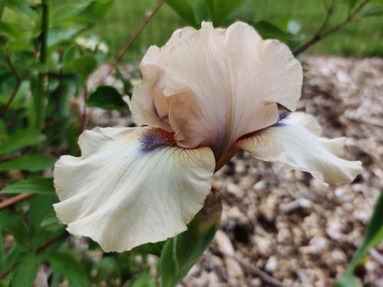One of the year's first irises, blossoming in beige and purple.