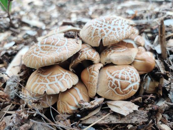 A mounded cluster of cracked mushroom caps.