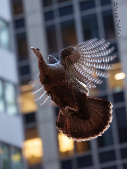 Astoria, NYC’s famous Wild Turkey, at sunset, flying in front of a midtown office building with several lit windows. Her wings and tail feathers are spread, her feet are tucked under. Photograph by Anke Frohlich. 