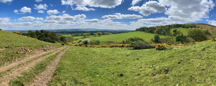 Tractor trail leading towards green pastures; blooming gorse and trees grow up and down a glen in the distance 