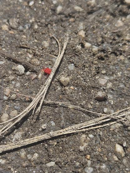 Photograph of a tiny velvet mite crawling across the ground.