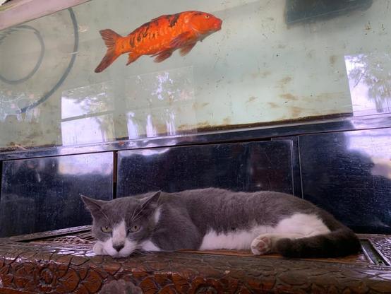 Mighty Young Joe the Cat and Mr. Fish