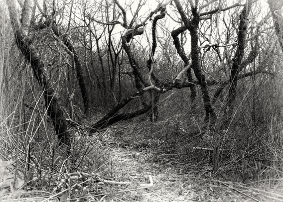 A black and white photograph of a path through tangled black tree trunks.