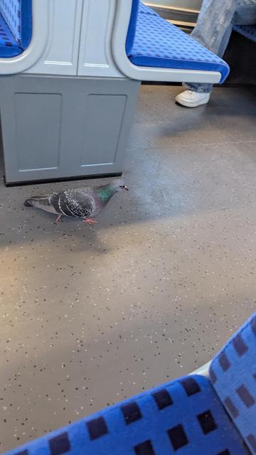 Blick auf den Gang zwischen Sitzen einer S-Bahn. Auf dem Boden läuft eine Taube.