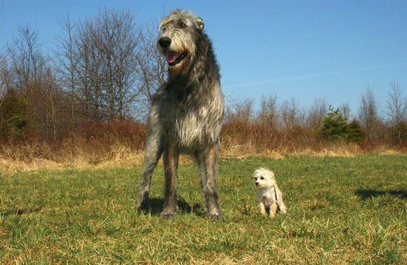 Lévrier irlandais à coté d'un caniche