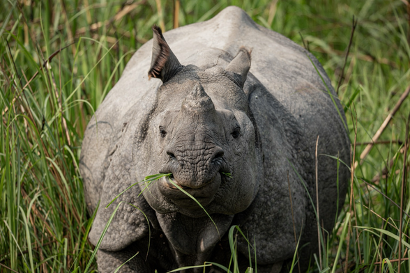 One horned rhino