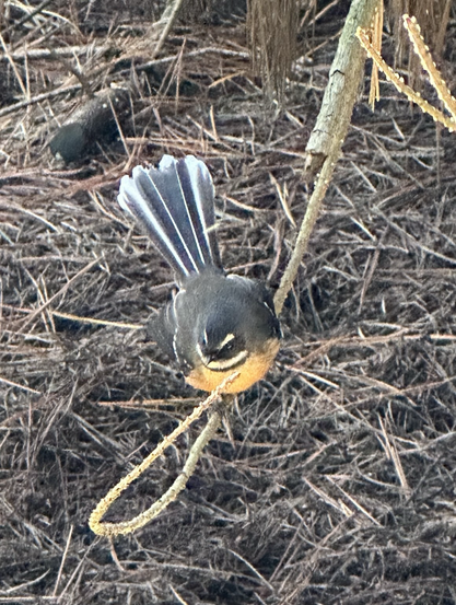 Fantail