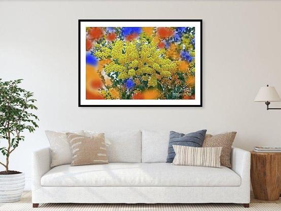 A photograph I captured near my home in the north of Sydney, NSW, Australia of a vibrant yellow Wattle tree. There were flowers of red, blue and orange in the close foreground which created a lovely soft hue, which formed a dreamy blurred bokeh of foreground blooms which adds nice additional color to the image.

Vibrant yellow blooms dominate the scene, surrounded by soft hues of blue and orange in a dreamy, blurred effect. The composition evokes a sense of warmth and energy, highlighting the intricate details of the flowers.

The genus Acacia belongs to the family Mimosaceae. There are some 1350 species of Acacia found throughout the world and close to 1000 of these are to be found in Australia. Commonly known as Wattle, Acacia is the largest genus of vascular plants in Australia.

By Kaye Menner Photography.
