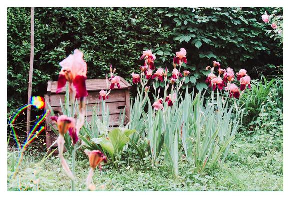 des iris et du feuillage