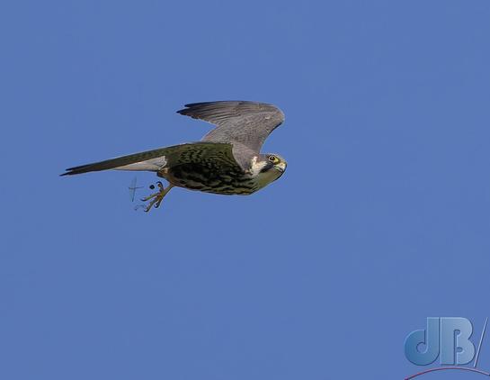 Hobby, Falco subbuteo, on the wing and discarding inedible insect bits after feeding
