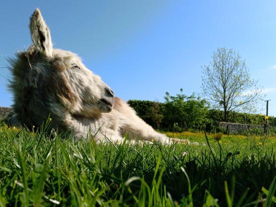Gourmand qui fait semblant de dormir pendant sa sieste