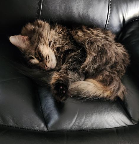 A floofy cat lying on a sofa.