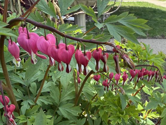 A close-up of a blooming bleeding heart plant (Dicentra spectabilis) with arching stems covered in rows of pink, heart-shaped flowers that dangle delicately. The plant is surrounded by lush green foliage and appears to be growing in a garden setting