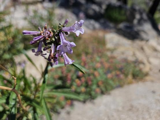 Purple flowers in the foreground. Many flowers are out of focus in the background.