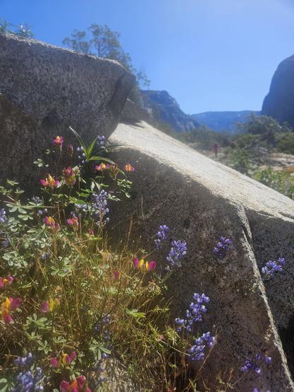Wildflowers growing beside large rocks alongside a trail.