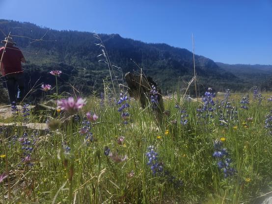 Wildflowers growing beside a trail with people walking past them.