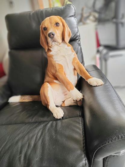Beaglen pentu nahkaisessa nojatuolissa
