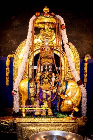 Idol of Hindu deity Krishna standing on a gold perch, wearing deep-purple bottoms, gold crown and shoes, lots of gold ornaments, a small gold umbrella overhead, a gold cow behind, and a gold arch behind the cow. Long white flower garland going over the umbrella and flowing down on either side of Krishna to his perch. Blue cloth background.   