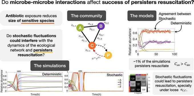 An ecological and stochastic perspective on persisters resuscitation. Computational and Structural Biotechnology Journal, DOI: https://doi.org/10.1016/j.csbj.2024.12.002