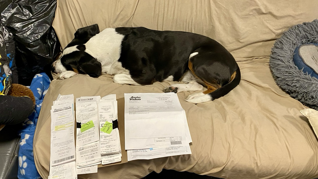 Sir Flop laying on the couch next to paperwork 