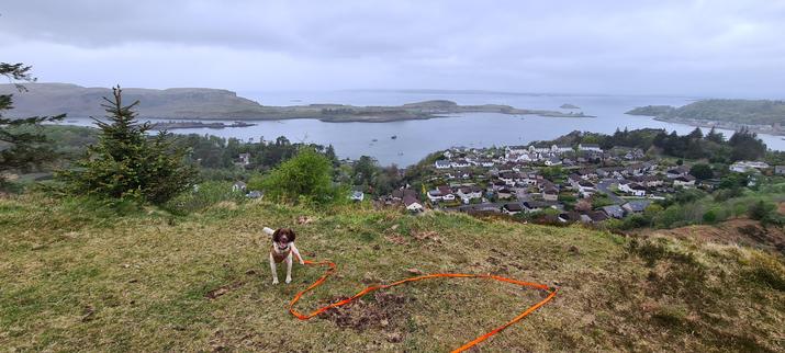A young brown and white springer spaniel, standing on the top of a moorland hill. In the background below is a pleasant residential area, and beyond that, a flat sea and islands.
