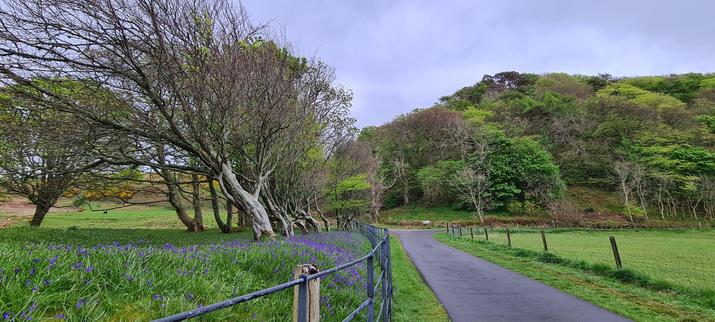 A row of trees planted next to a tarmac path. The trees are all bent away from the path, indicating the typical direction of the wind.