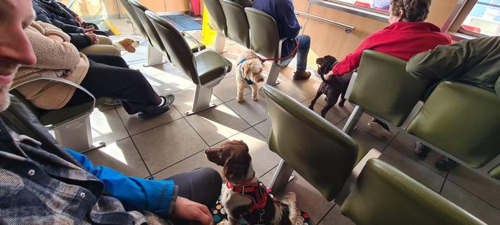 A slightly fish-eyed photo of the lounge area of a ferry - seats in rows facing forward, about half full of people. There are also four dogs with their humans, including the same young dog as before.