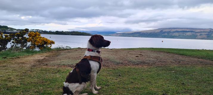 The same young dog as previous, now sitting on a grassy campsite pitch. She's sitting up, looking out of shot to the right. Behind here, there is the still water of the Sound of Mull, with the hills of the Ardmurchan peninsula in the far distance.
