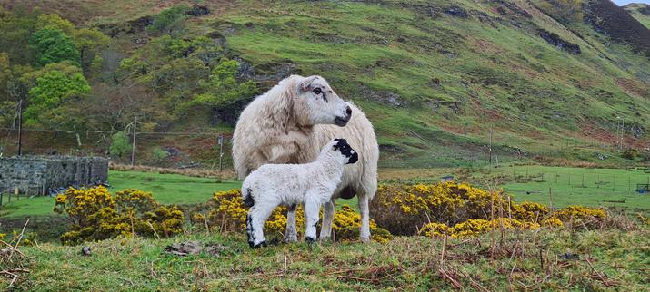 A little lamb - white wool, black face - standing in front of its mother (white wool, white face). Both are looking to the right, as if there is something holding their attention (the dog, on a lead, at a distance). A grassy hill rises quickly behind them.