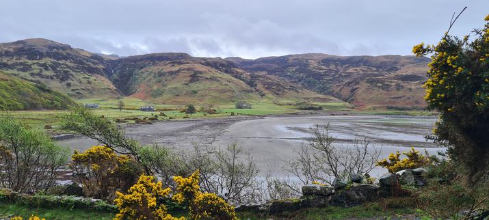A view over a grey sanded bay with hills rising on the far side. In the foreground, there is gorse, yellow in flower.