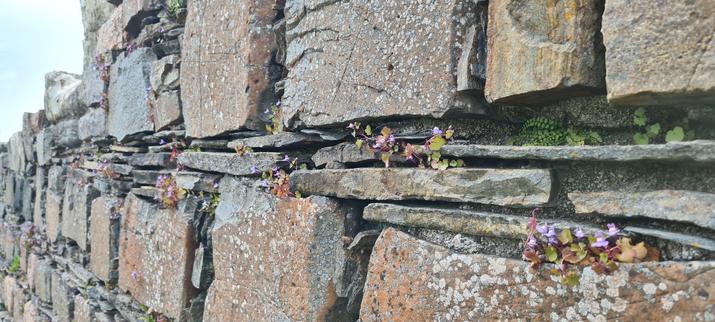 Small lilac flowers growing in the spaces between the stones of an old wall - the ruins of the nunnery on Iona.