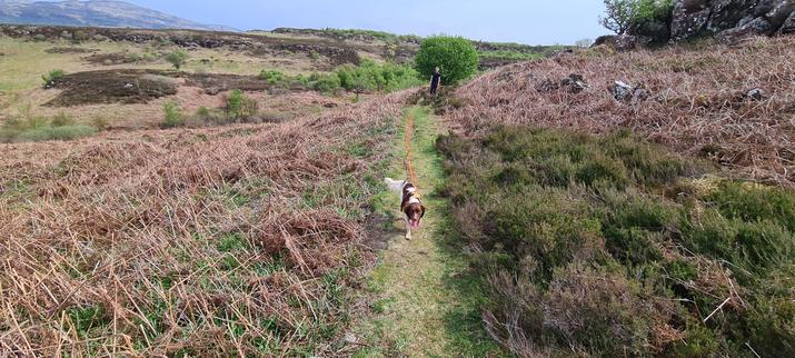 A young brown and white dog running towards the camera along a footpath in soon-to-wake-up moorland. A man lingers down the path behind her, a long orange lead trailing between them.