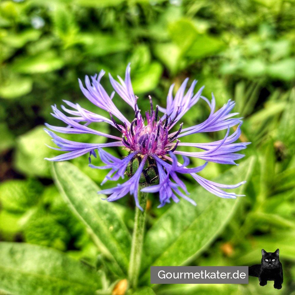 Kornblume