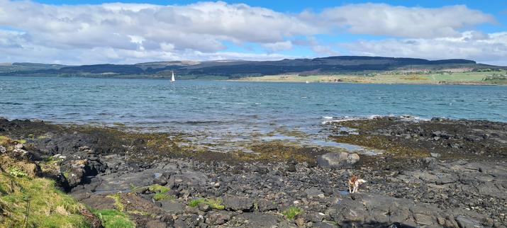 A small white and brown dog stands on a rocky shore, with a calm blue sea behind her. Two sailing boats cross the image and in the distance, there are wooded hills.