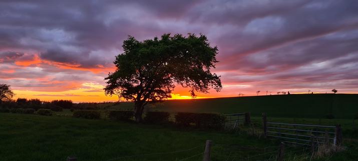 A sunset - golds and pink light staining the clouds purple - behind a shapely tree on the edge of a field. The silhouettes of more trees of different shapes are visible on the hill ridge in the distance.