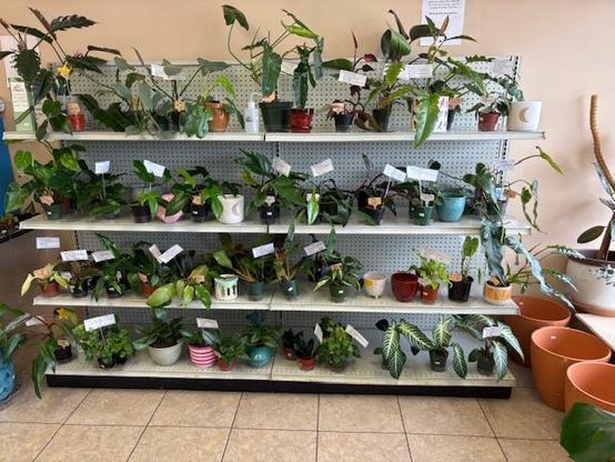 Philodendron Wall