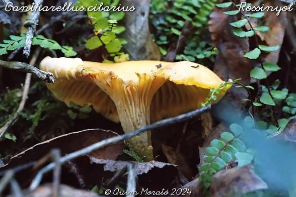 Cantharellus cibarius. El rossinyol és un fong de la família de les Cantarel·làcies, amb un barret de mig pam de diàmetre. Es un bolet que viu a boscos on viu amb simbiosi amb els arbres, sobretot a pinedes, rouredes, aulets, suredes, sense rebutjar altres espècies d’arbres. Treu el nas de final d’estiu a finals de tardor. De color groc a ataronjat, tornant-se marró de vell, és un bolet que gairebé mai no es corca, per alegria dels tocats del bolet, que li tenen molt d’apreci. Considerat molt bon comestible, tant cru com cuit, a més, és fàcil de conservar: assecat, congelat, en conserva... El podem trobar principalment al Nord de casa nostra i a les Balears, però també es deixa veure al País Valencià, però molt menys.